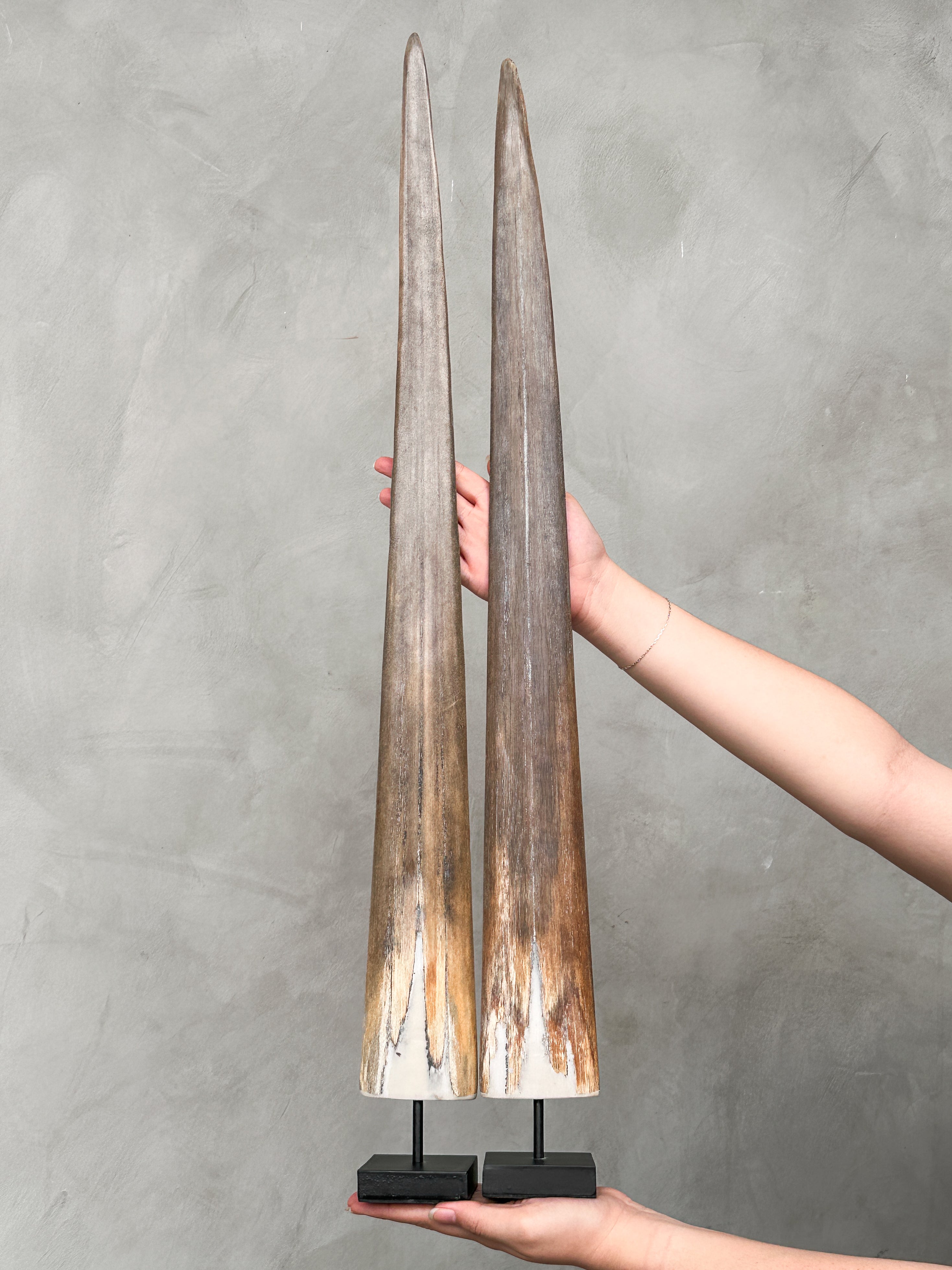 Pair of Natural Tusks on Stand – Tribal Bone Sculpture, Rustic Decor, Organic AccentTusk,A/044