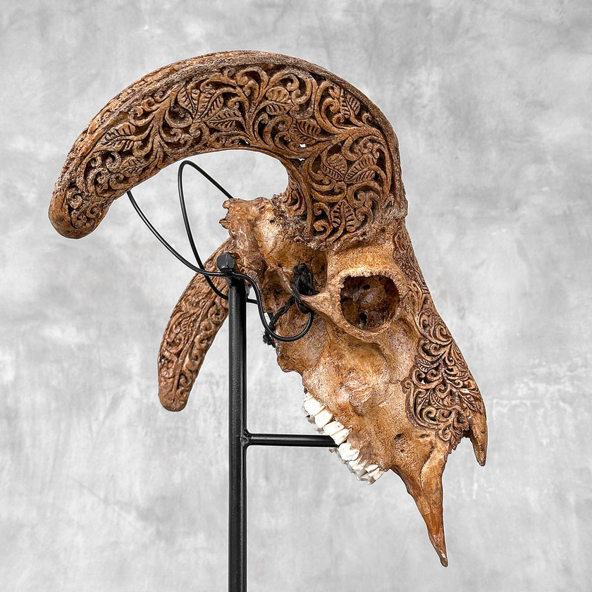 Brown Ram Skull Carved Horns with Star Mandala motif on stand - Skull,A/166