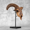 Brown Ram Skull Carved Horns with Star Mandala motif on stand - Skull,A/166