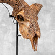 Brown Ram Skull Carved Horns with Star Mandala motif on stand - Skull,A/166