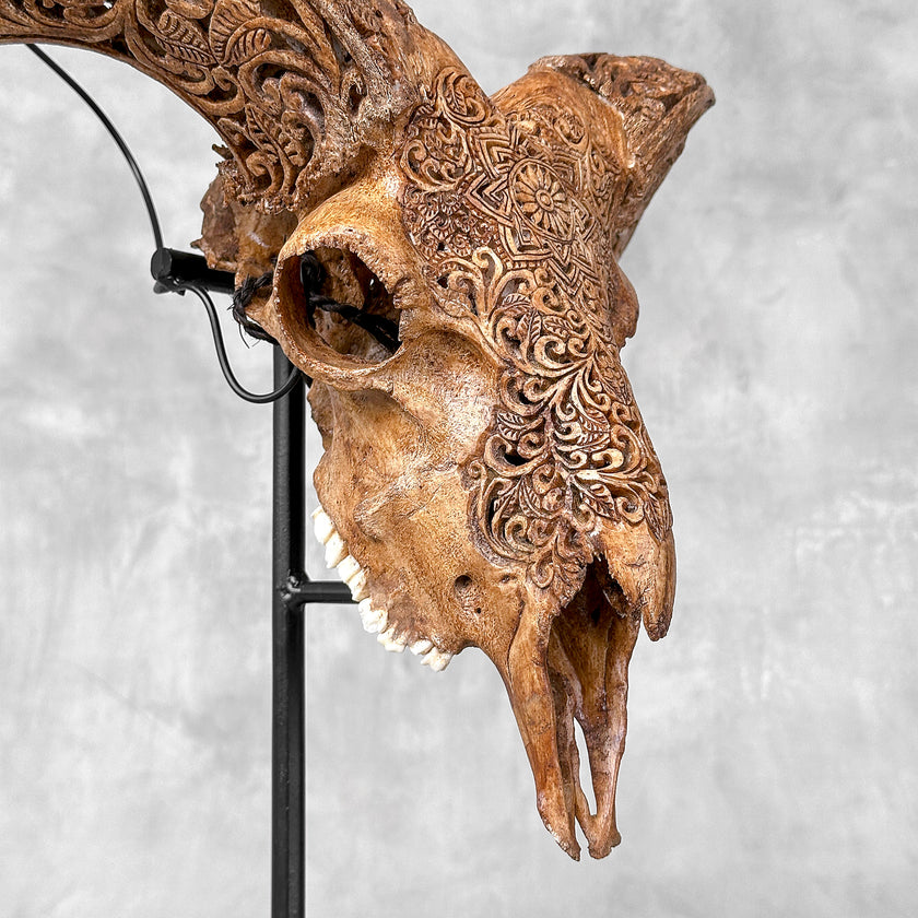 Brown Ram Skull Carved Horns with Star Mandala motif on stand - Skull,A/166