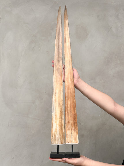Pair of Natural Tusks on Stand – Rustic Bone Sculpture, Tribal Decor, Organic Accent - Tusk,A/047
