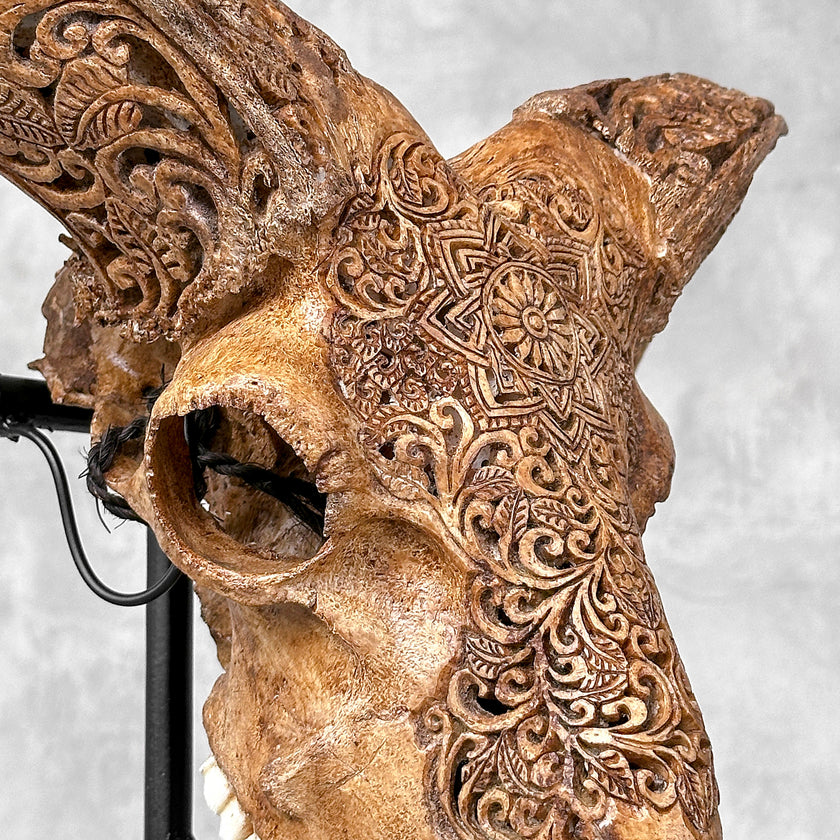Brown Ram Skull Carved Horns with Star Mandala motif on stand - Skull,A/166