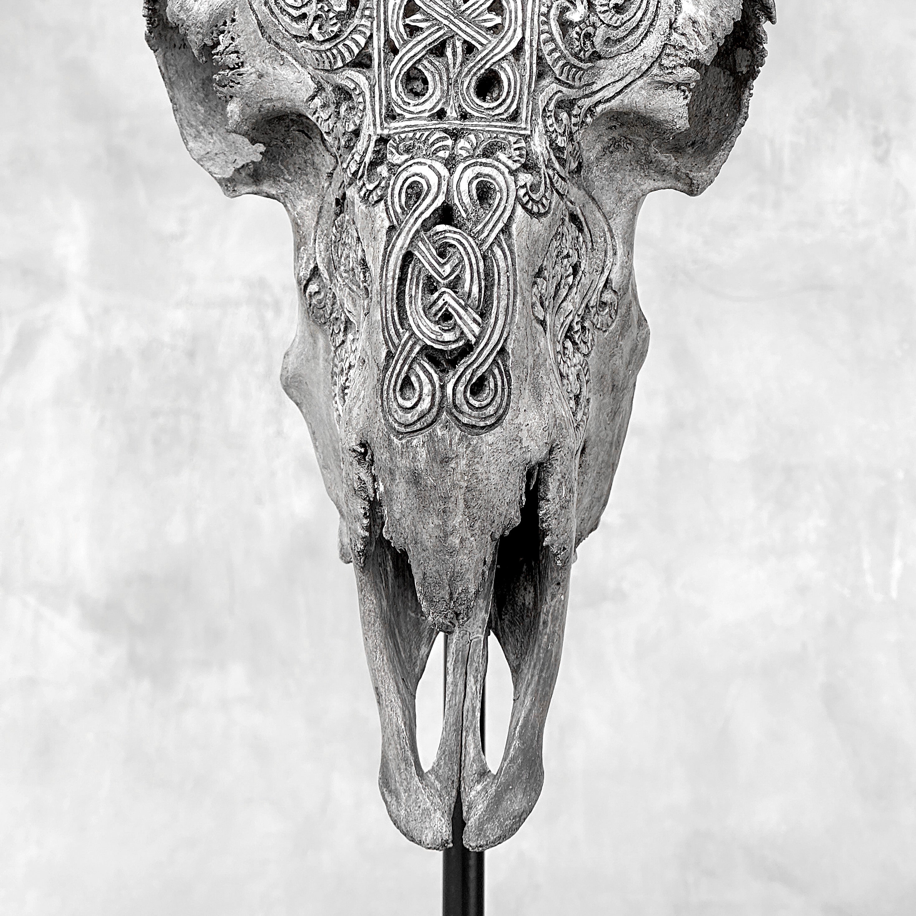 Grey Ram Skull Carved Horns with Infinity motif on stand - Skull,A/164