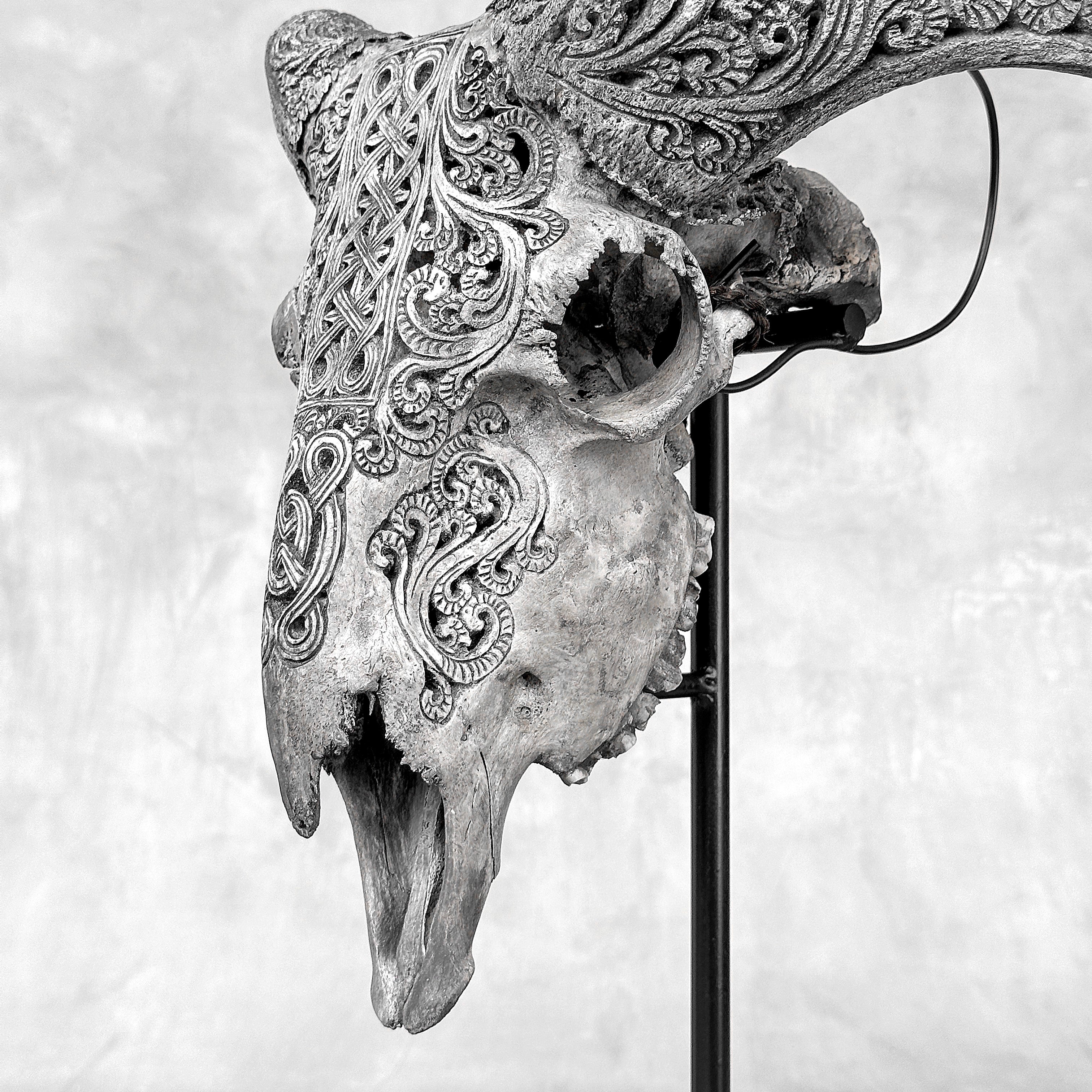 Grey Ram Skull Carved Horns with Infinity motif on stand - Skull,A/164