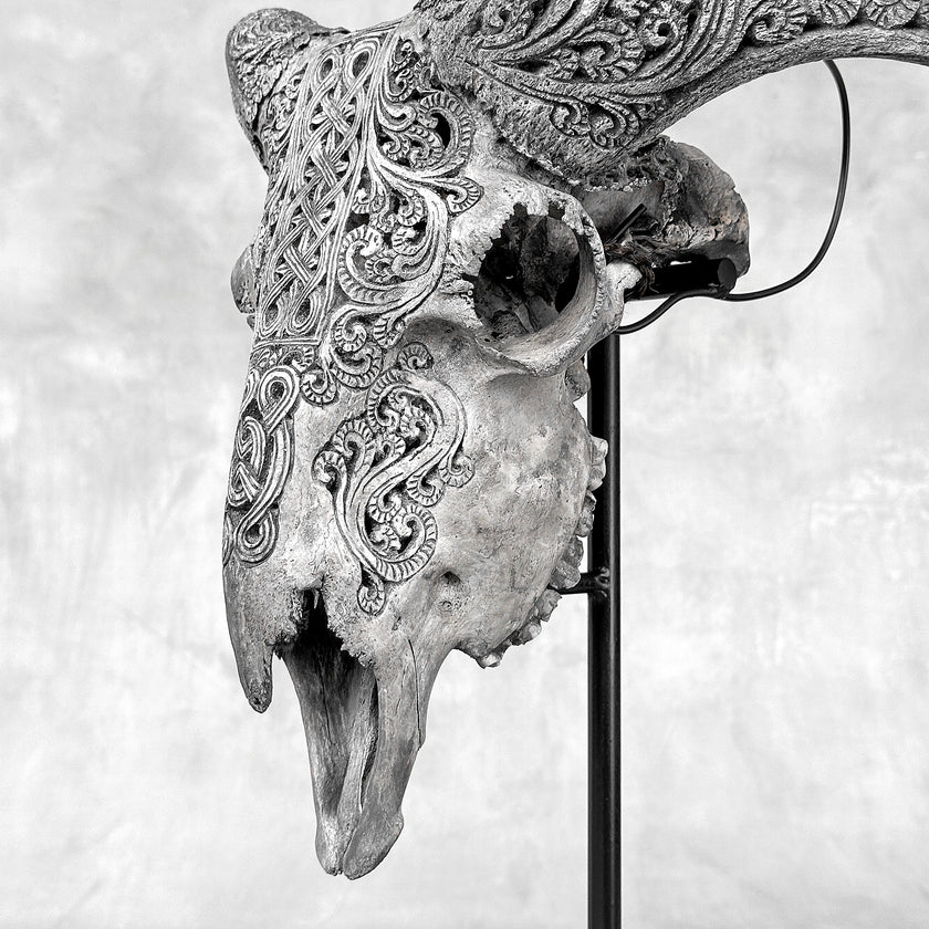 Grey Ram Skull Carved Horns with Infinity motif on stand - Skull,A/164