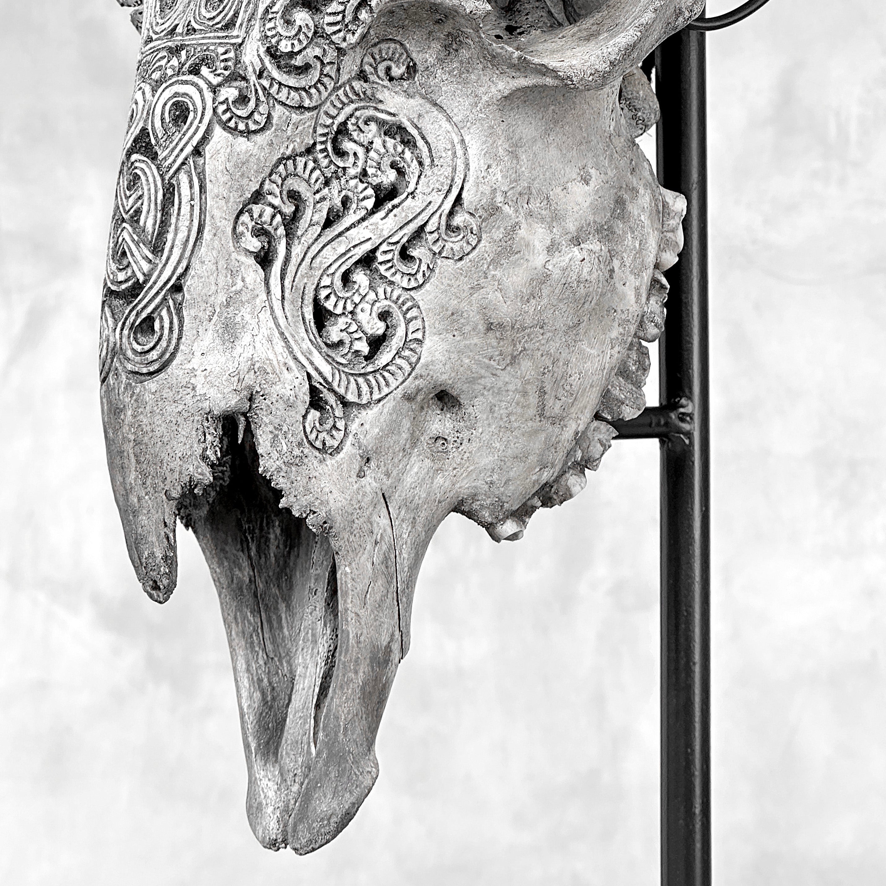 Grey Ram Skull Carved Horns with Infinity motif on stand - Skull,A/164