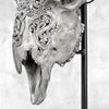 Grey Ram Skull Carved Horns with Infinity motif on stand - Skull,A/164