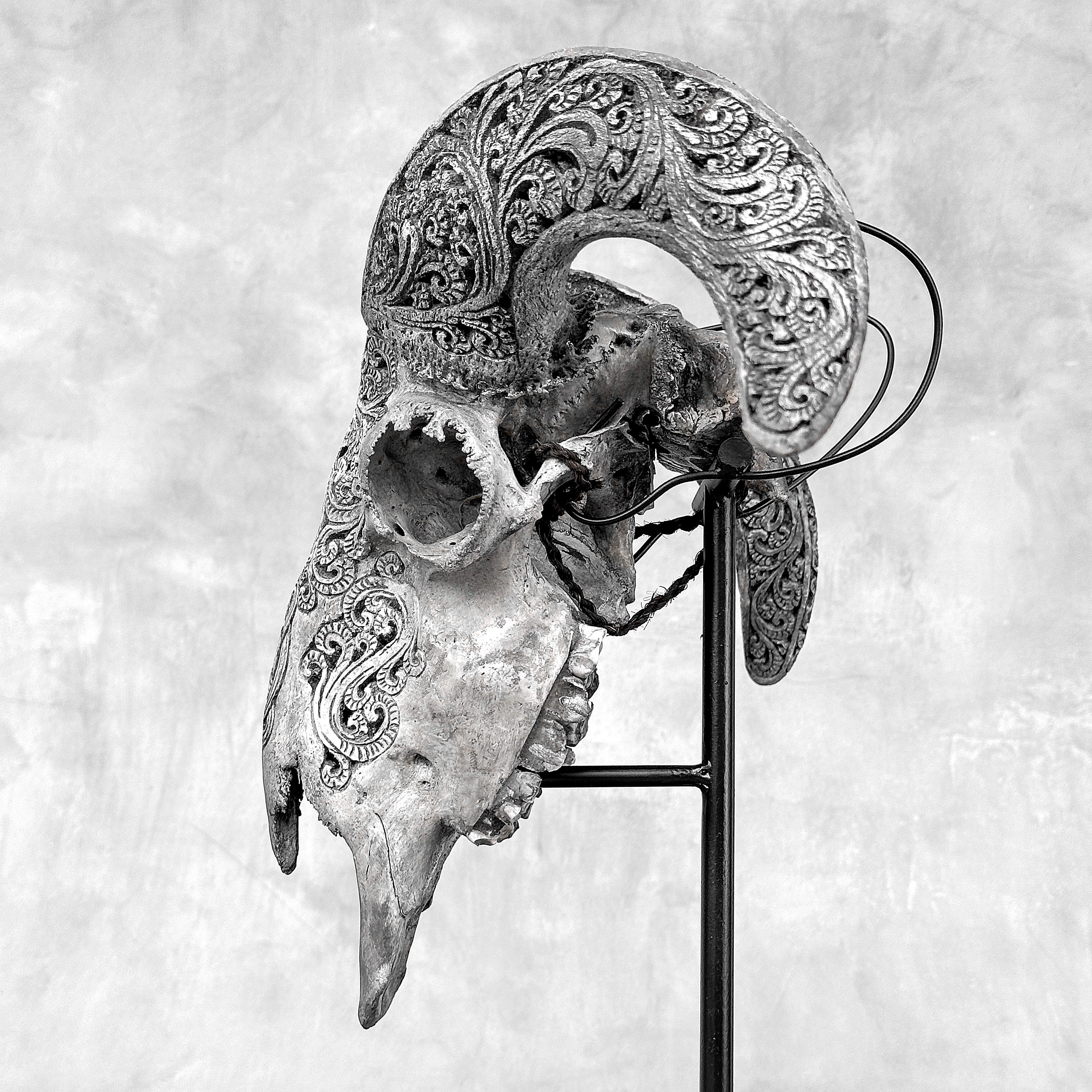 Grey Ram Skull Carved Horns with Infinity motif on stand - Skull,A/164