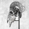 Grey Ram Skull Carved Horns with Infinity motif on stand - Skull,A/164