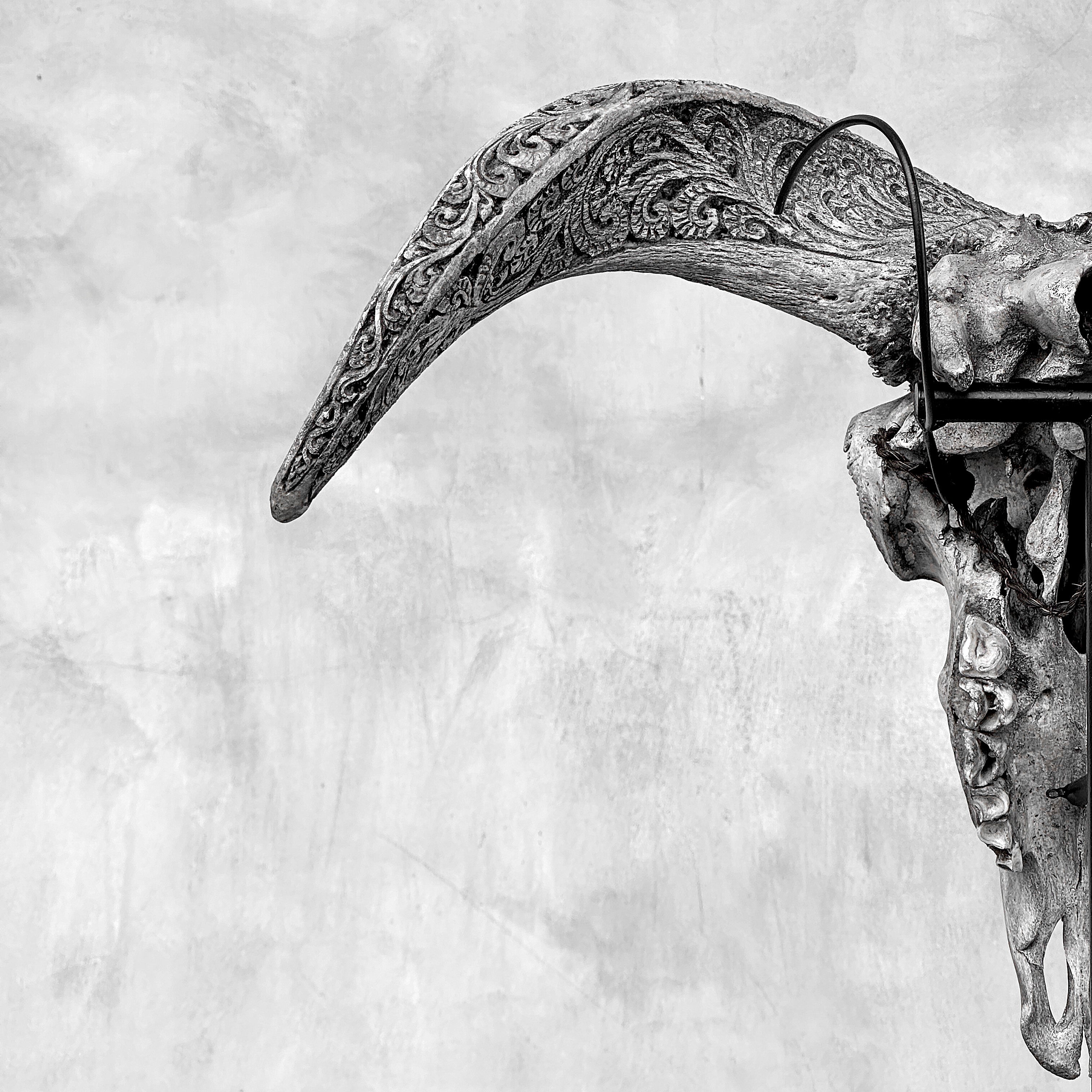Grey Ram Skull Carved Horns with Infinity motif on stand - Skull,A/164