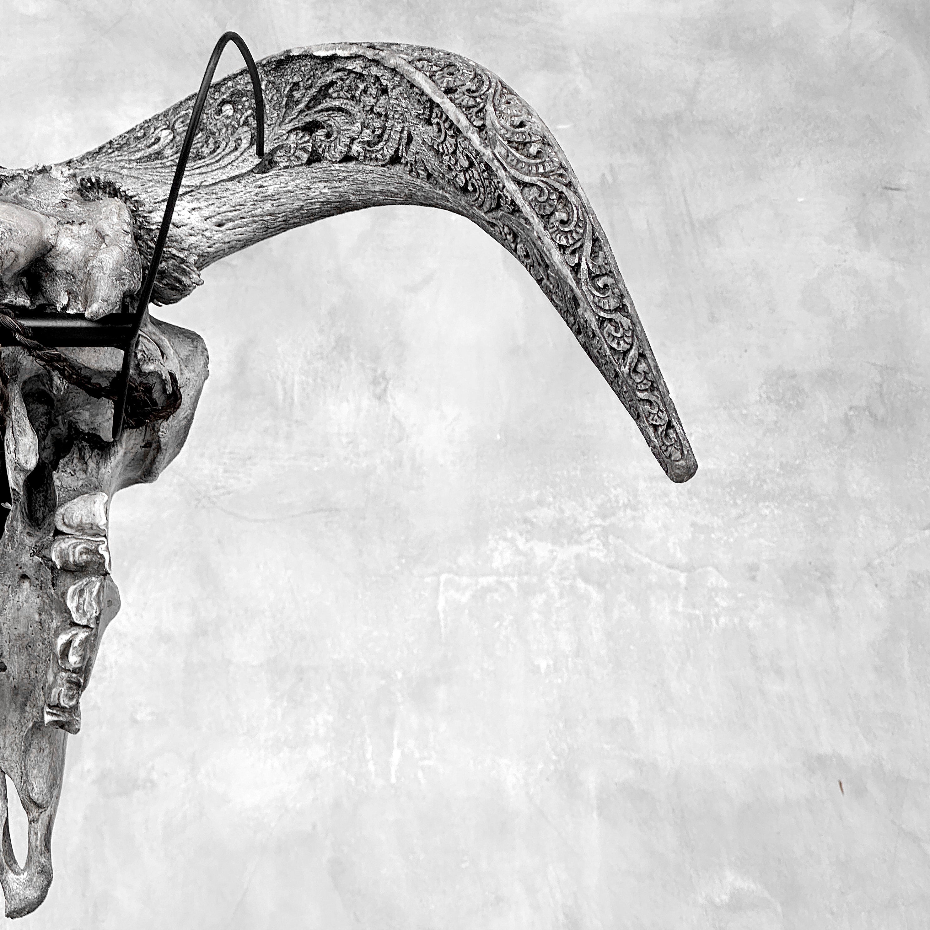 Grey Ram Skull Carved Horns with Infinity motif on stand - Skull,A/164