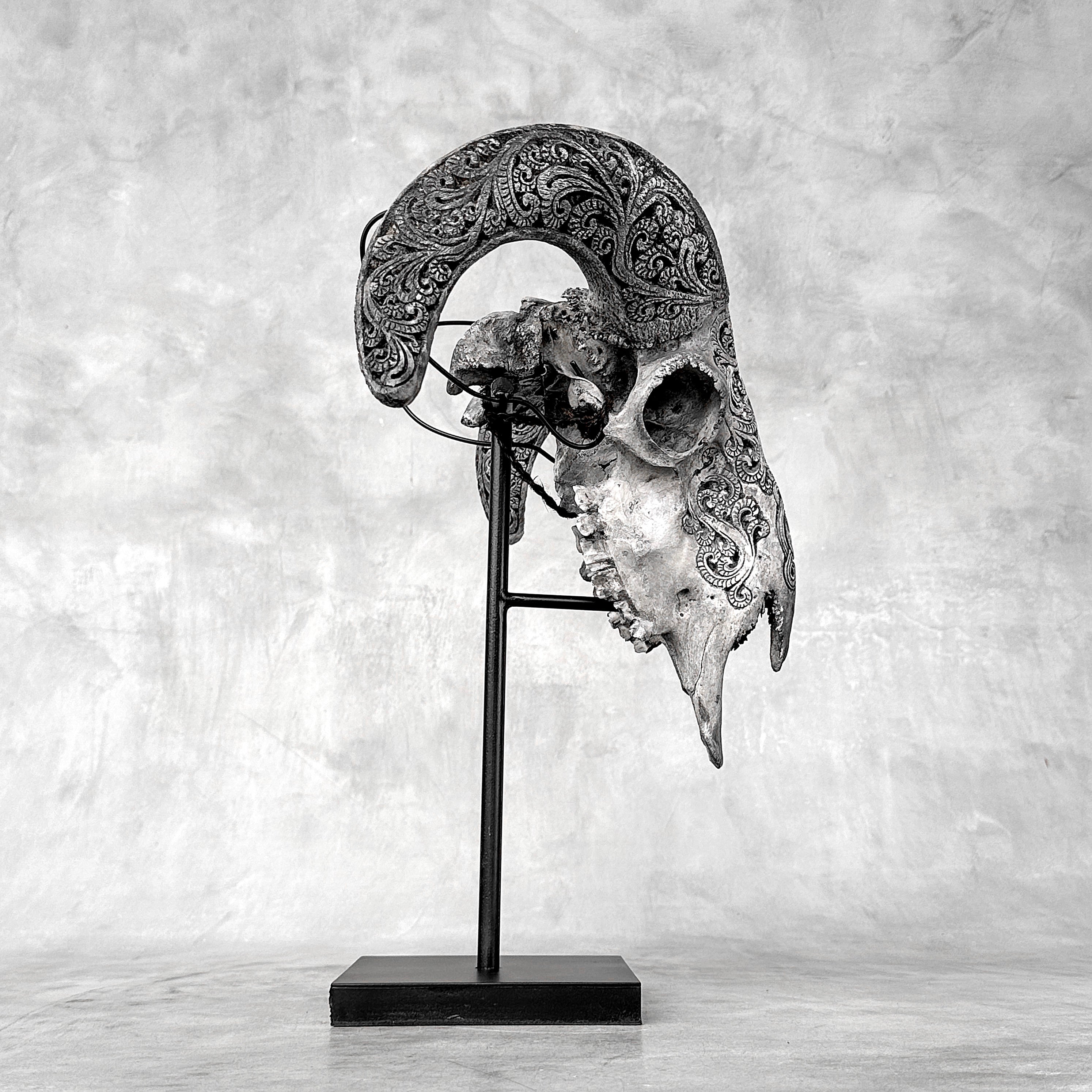 Grey Ram Skull Carved Horns with Infinity motif on stand - Skull,A/164