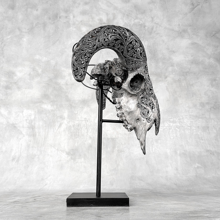 Grey Ram Skull Carved Horns with Infinity motif on stand - Skull,A/164