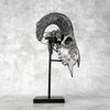 Grey Ram Skull Carved Horns with Infinity motif on stand - Skull,A/164