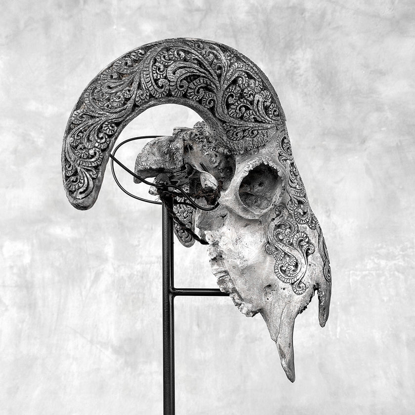 Grey Ram Skull Carved Horns with Infinity motif on stand - Skull,A/164