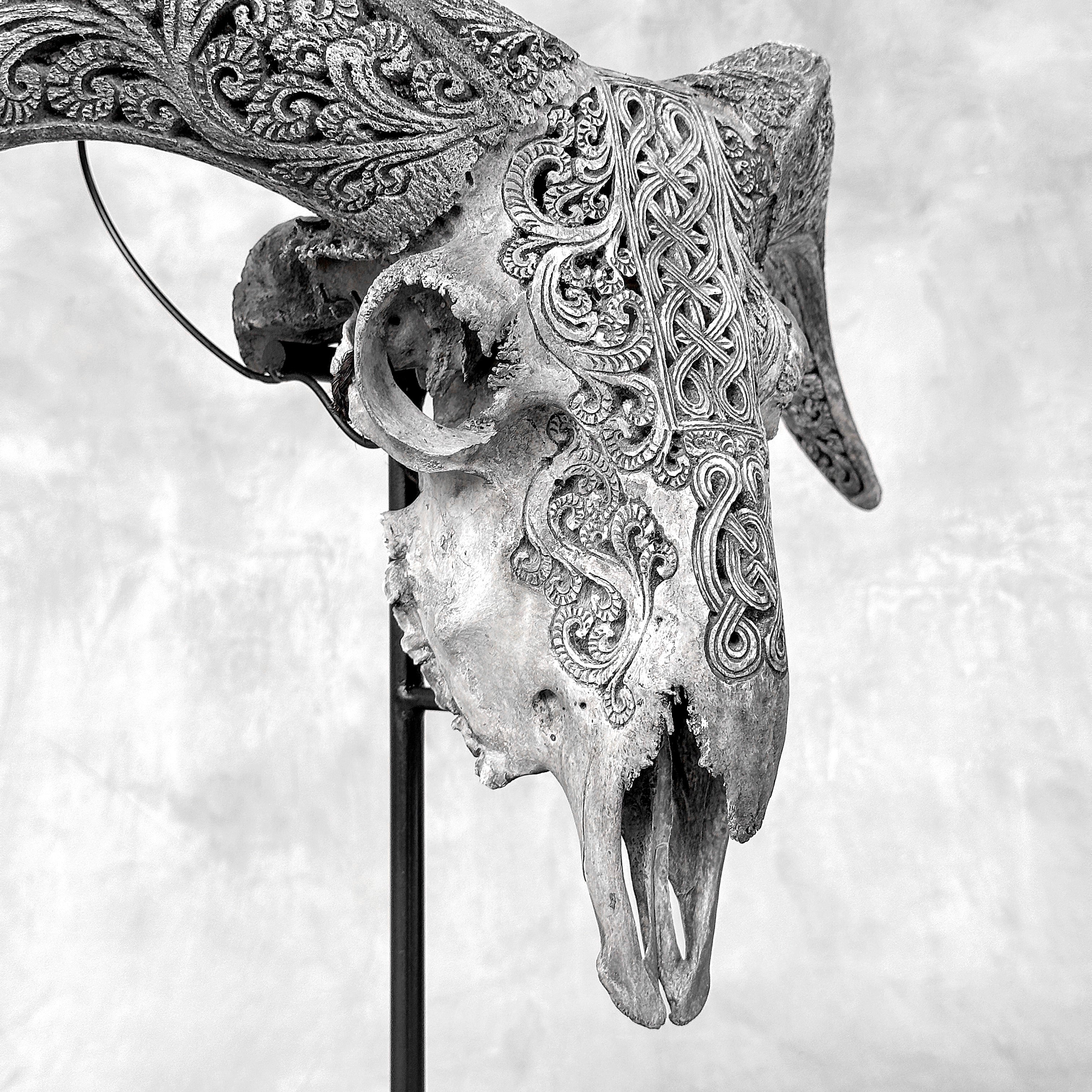 Grey Ram Skull Carved Horns with Infinity motif on stand - Skull,A/164