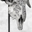 Grey Ram Skull Carved Horns with Infinity motif on stand - Skull,A/164