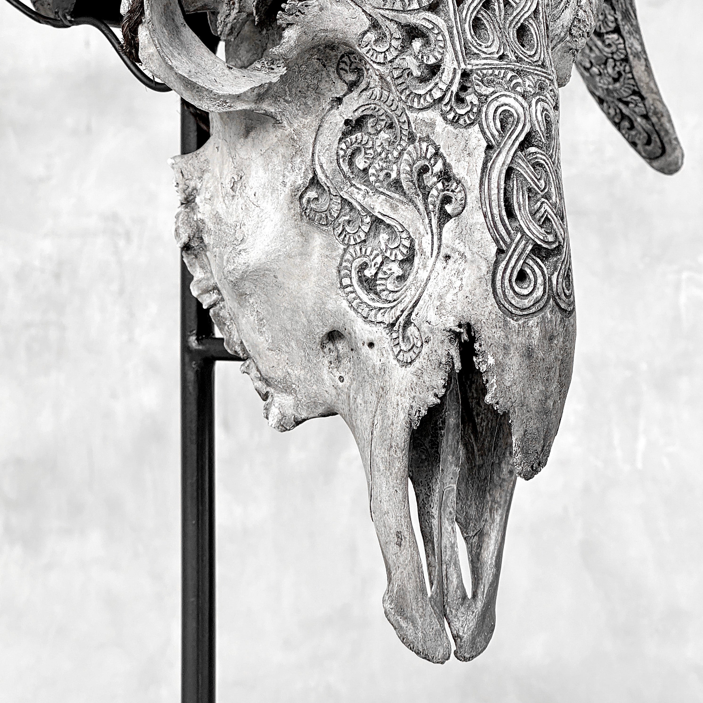 Grey Ram Skull Carved Horns with Infinity motif on stand - Skull,A/164