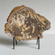 Beautiful Slice of Petrified Wood on stand PetW/095