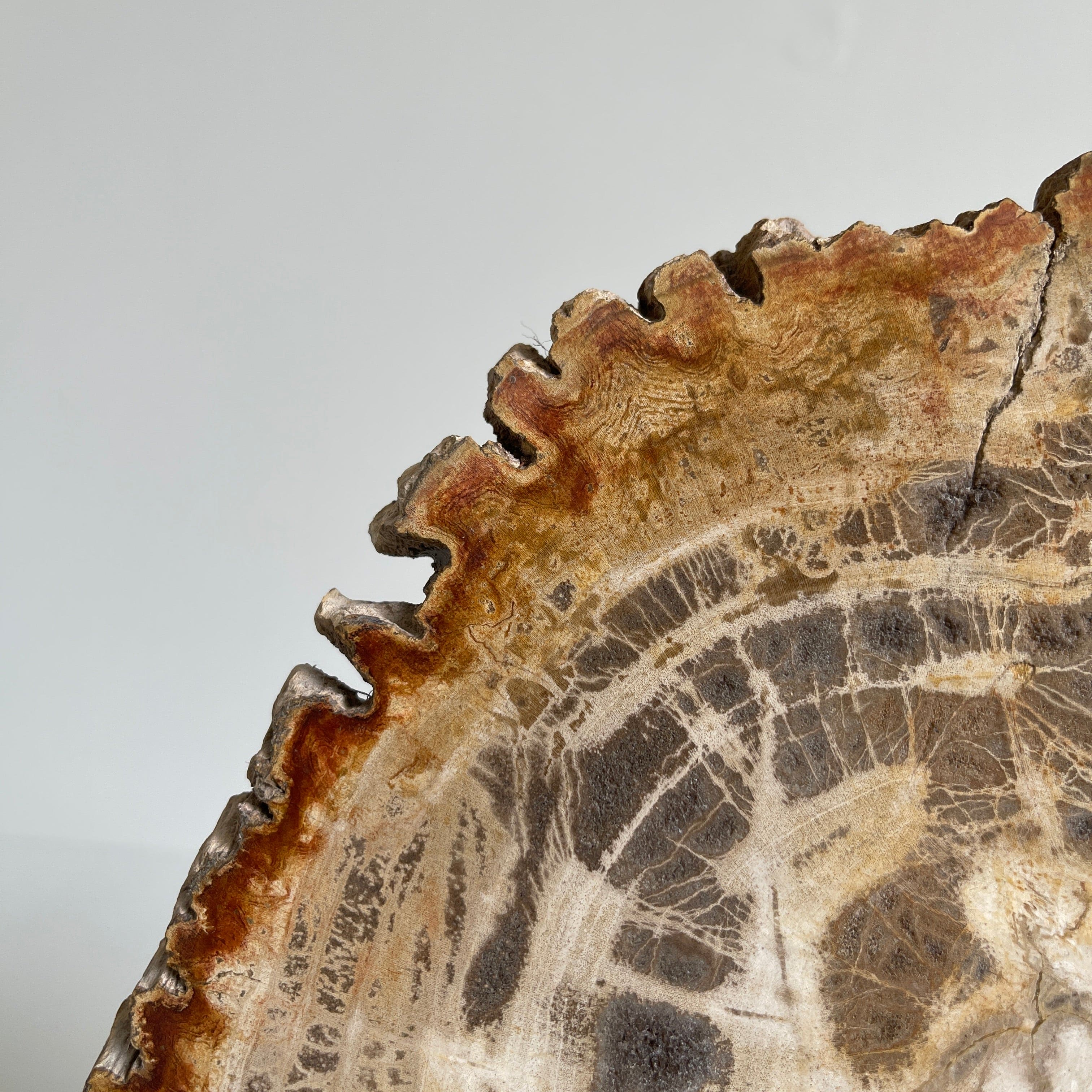 Beautiful Slice of Petrified Wood on stand PetW/095