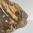 Beautiful Slice of Petrified Wood on stand PetW/095