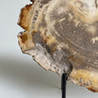 Beautiful Slice of Petrified Wood on stand PetW/095