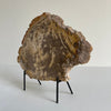 Beautiful Slice of Petrified Wood on stand PetW/095