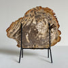 Beautiful Slice of Petrified Wood on stand PetW/095