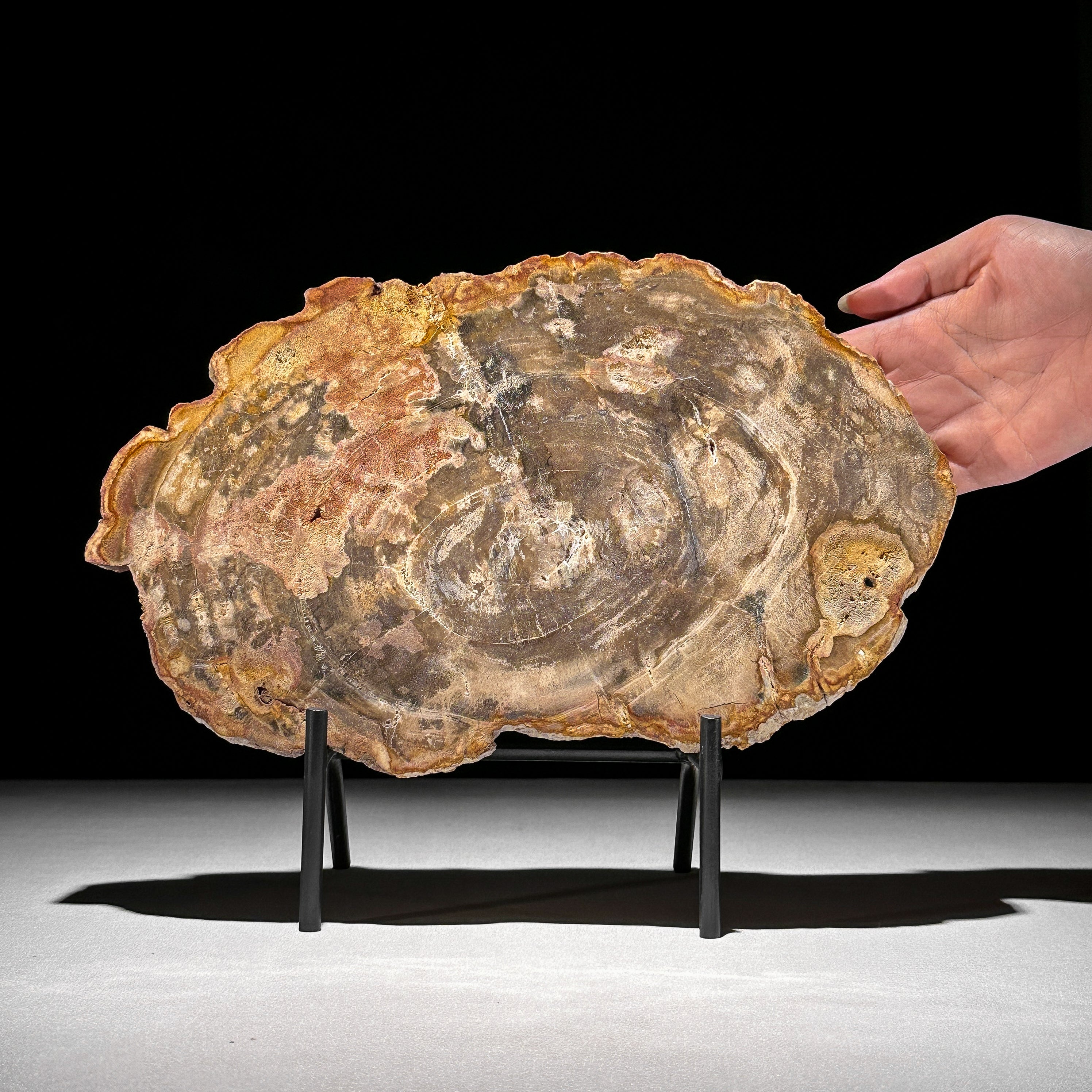 Petrified Wood on Stand – Natural Tree Fossil with Subtle Rings | Organic Earth Decor for Shelves or Consoles - PetW,A/015