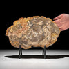 Petrified Wood on Stand – Natural Tree Fossil with Subtle Rings | Organic Earth Decor for Shelves or Consoles - PetW,A/015
