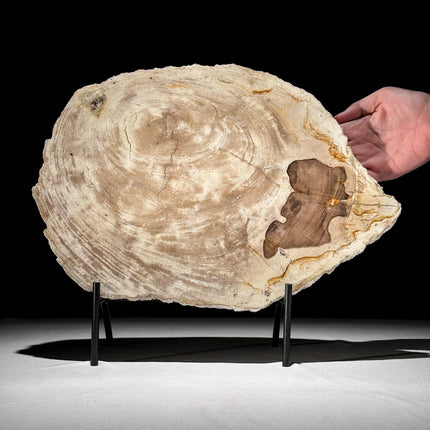 Petrified Wood Slice on Stand – Soft Earth-Toned Fossil for Interior Display | Minimalist Stone Sculpture | Natural Object - PetW,A/013
