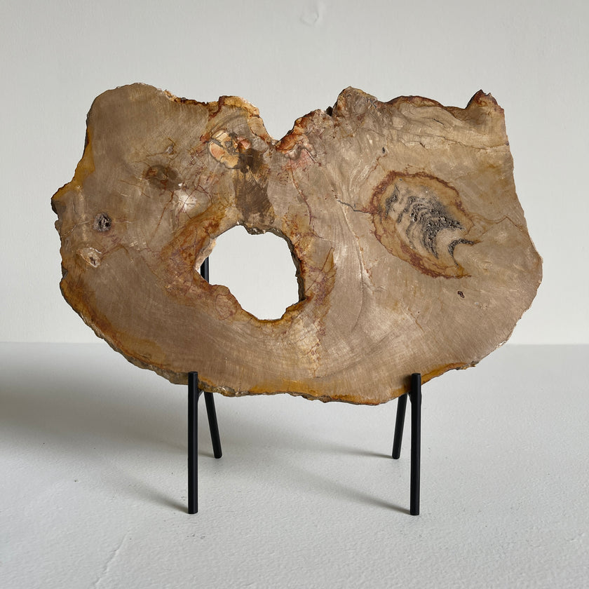 Beautiful Slice of Petrified Wood on stand PetW/037