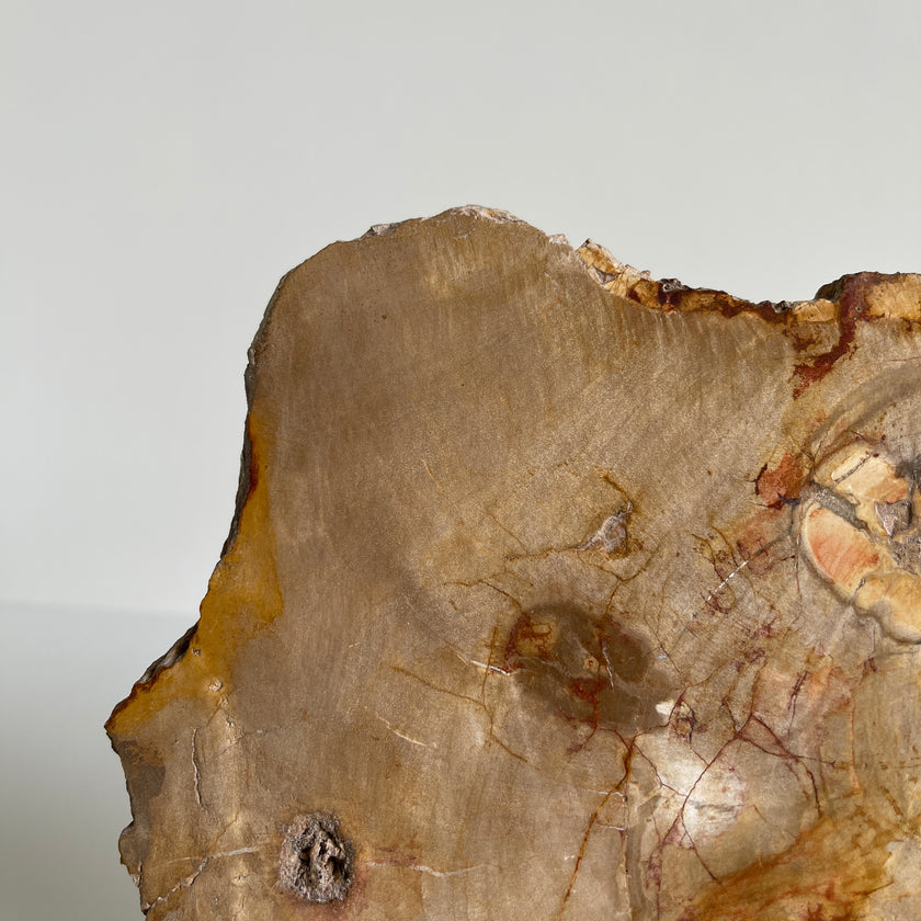 Beautiful Slice of Petrified Wood on stand PetW/037