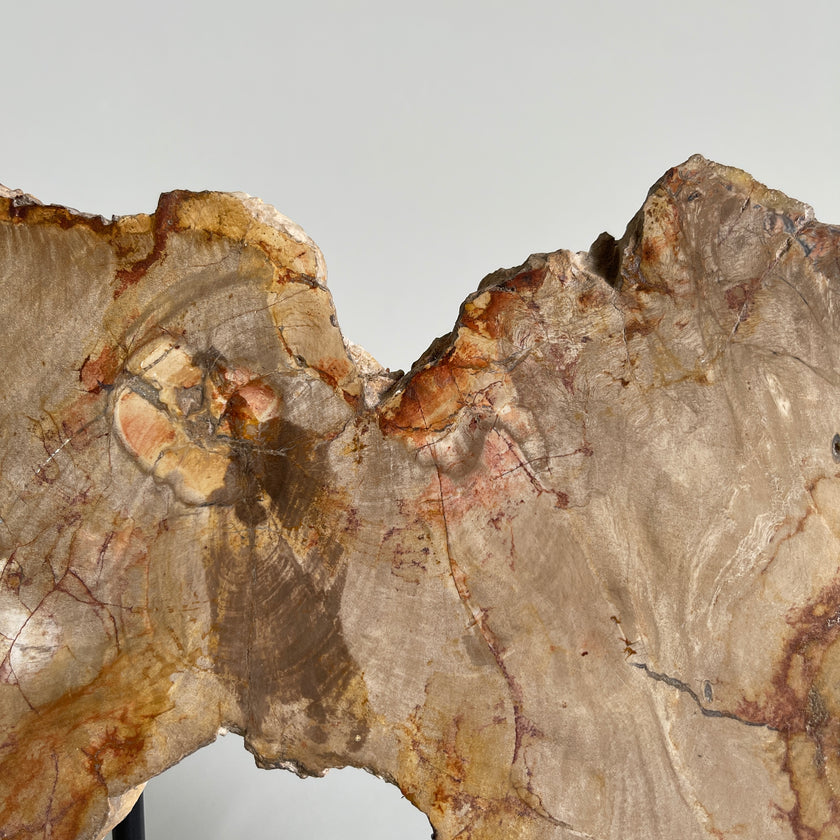 Beautiful Slice of Petrified Wood on stand PetW/037