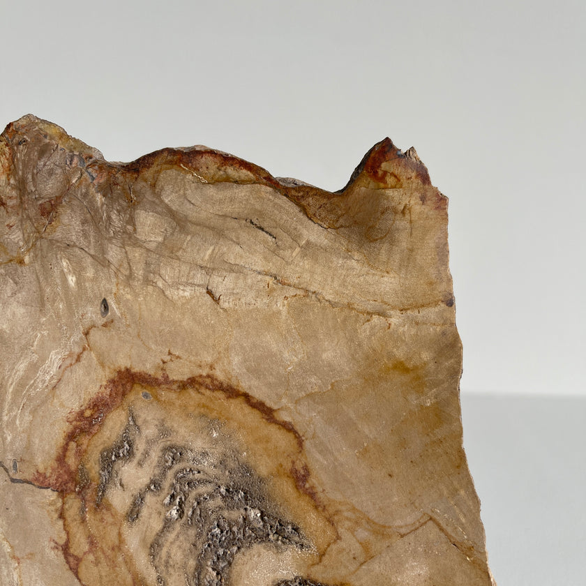 Beautiful Slice of Petrified Wood on stand PetW/037