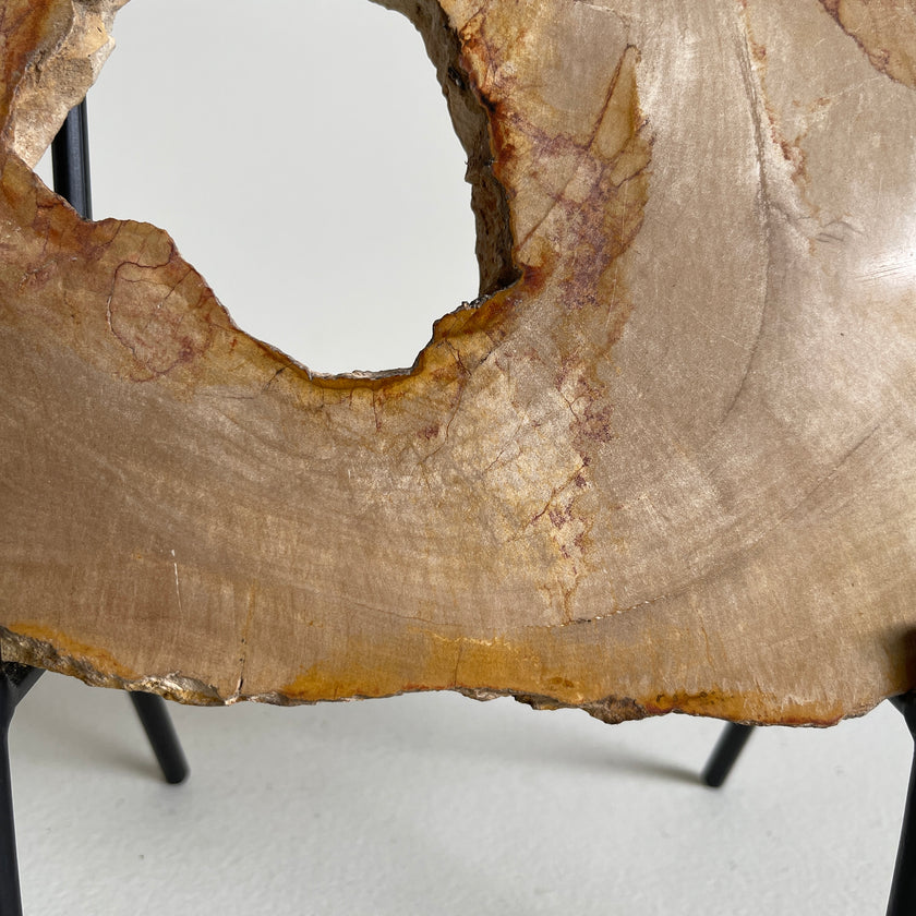 Beautiful Slice of Petrified Wood on stand PetW/037