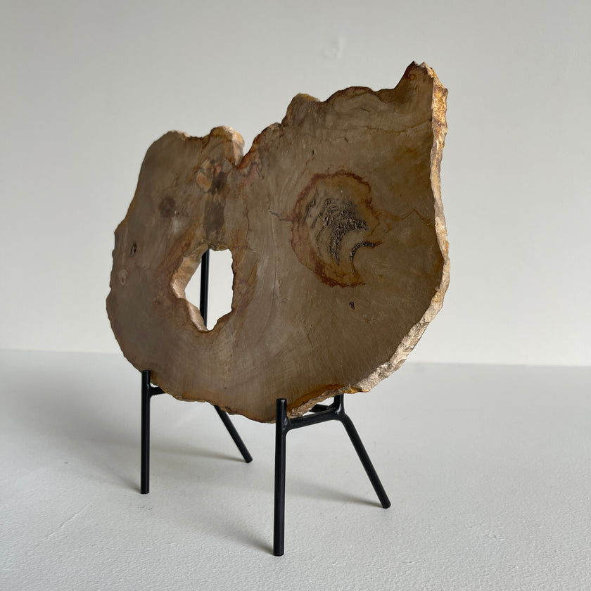 Beautiful Slice of Petrified Wood on stand PetW/037