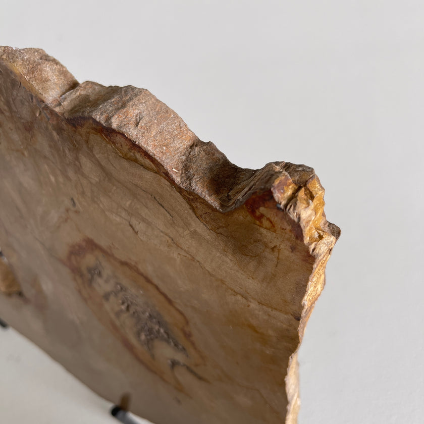 Beautiful Slice of Petrified Wood on stand PetW/037