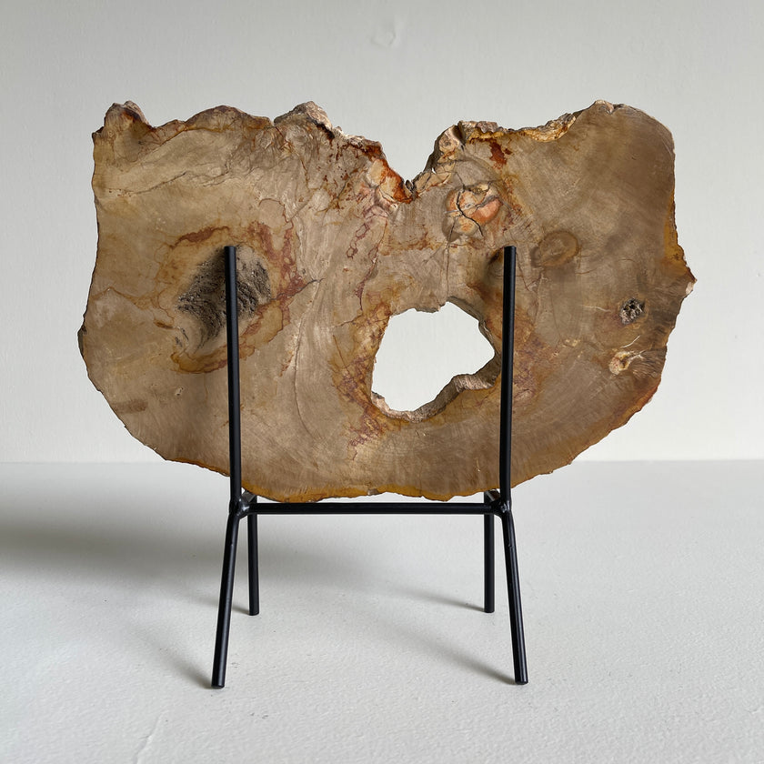 Beautiful Slice of Petrified Wood on stand PetW/037