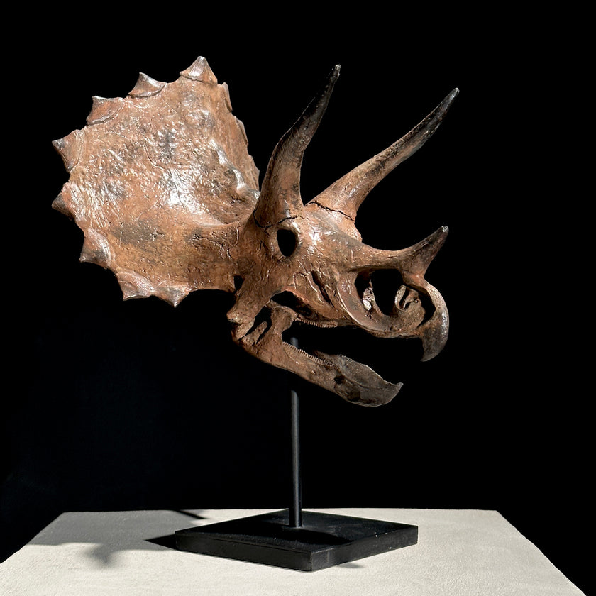 Triceratops Brown - RS002