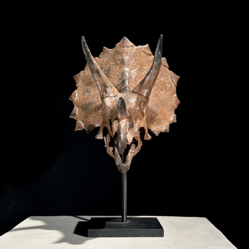 Triceratops Brown - RS002