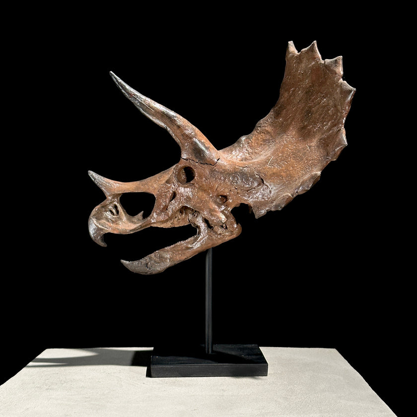 Triceratops Brown - RS002