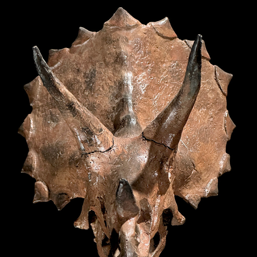 Triceratops Brown - RS002