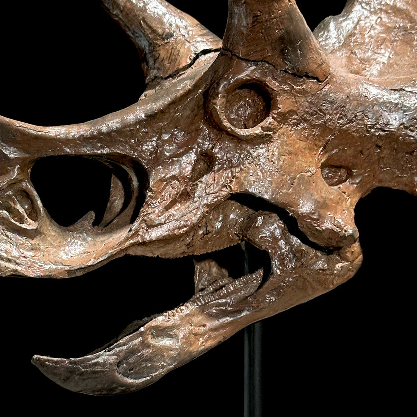 Triceratops Brown - RS002