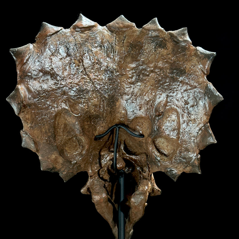 Triceratops Brown - RS002