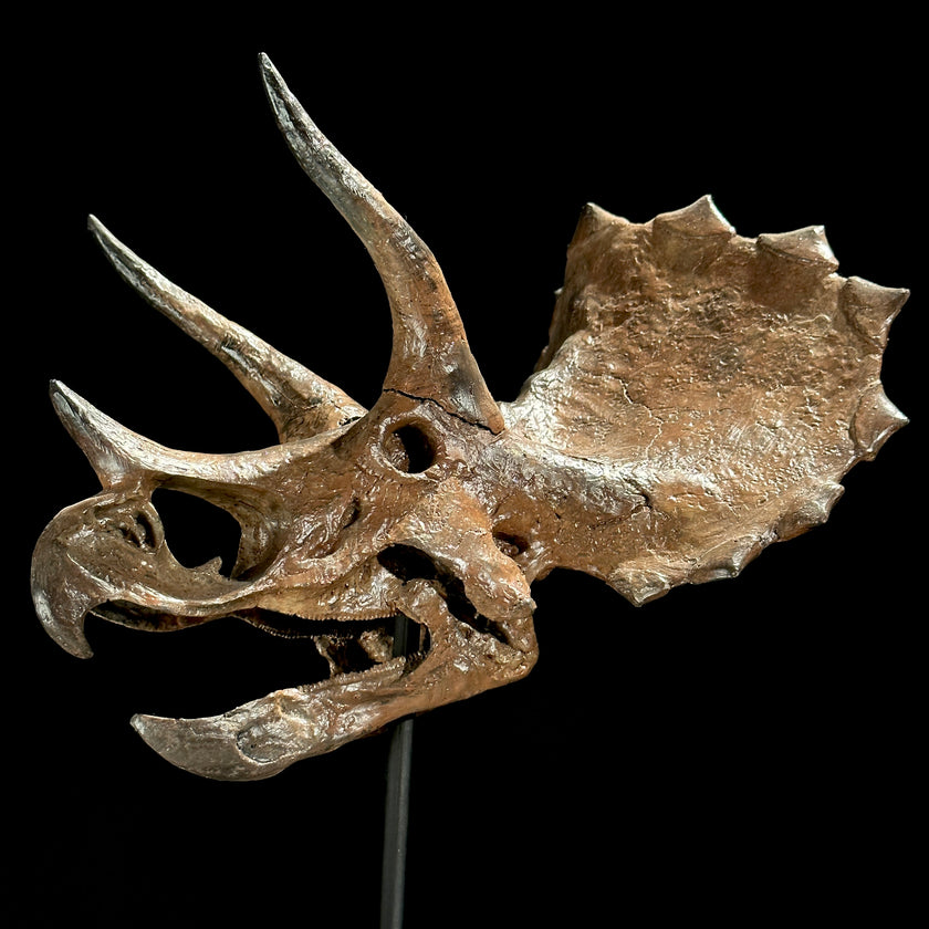 Triceratops Brown - RS002