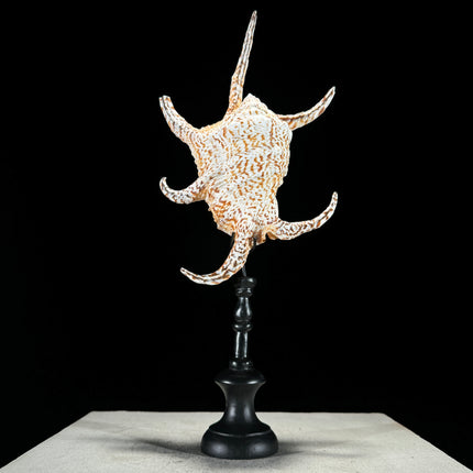 Spider Conch Shell on Stand -O2/352