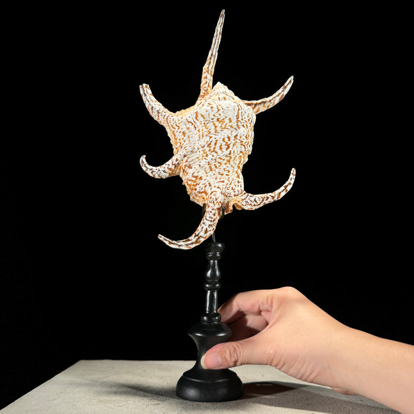 Spider Conch Shell on Stand -O2/352