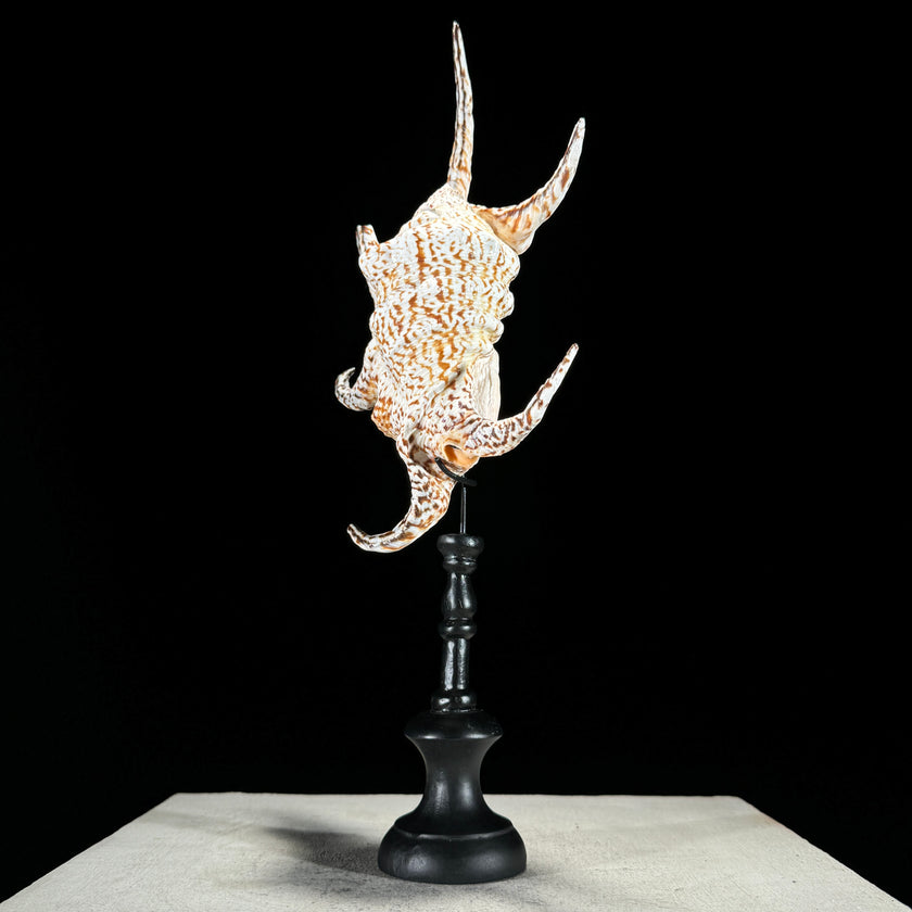 Spider Conch Shell on Stand -O2/352